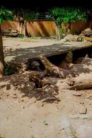 Komodowaran. die größte Eidechse der Welt. Der Komodowaran ist ein von der indonesischen Regierung geschütztes Tier. foto