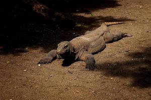 Komodowaran. die größte Eidechse der Welt. Der Komodowaran ist ein von der indonesischen Regierung geschütztes Tier. foto