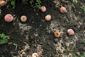 Äpfel, die vom Baum gefallen sind, liegen im Garten auf dem Boden. foto