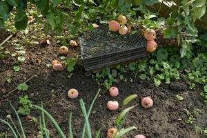 Äpfel, die auf dem Boden unter einem Baum im Hinterhof des Hauses liegen. foto