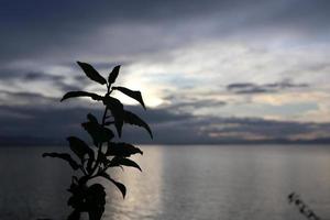 Silhouette verlässt bei Sonnenuntergang auf dem See foto