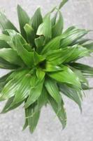 Nahaufnahme einer wunderschönen Dracaena fragrans-Pflanze in einem Topf auf verschwommenem Hintergrund. Wird für Zierpflanzen im Innen- und Außenbereich verwendet. foto