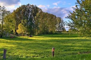 Einsamer alter Baum auf einer grünen Wiese mit blauem Himmel im Sommer foto