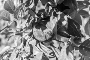 Fotografie zum Thema schöne Fruchtzweig Pflaumenbaum foto