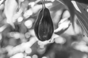 Fotografie zum Thema schön wachsen Beeren-Hartriegel auf Sommerlaub im Hintergrund foto