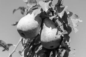 Fotografie zum Thema schöne Frucht Zweig Birnenbaum foto