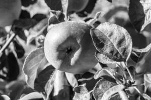 Fotografie zum Thema schöne Frucht Zweig Apfelbaum foto