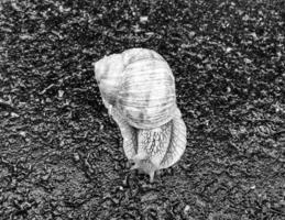 große Gartenschnecke im Gehäuse kriecht auf nasser Straße, beeil dich nach Hause foto