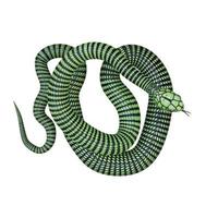 Boomslang-Schlange 3D-Illustration foto