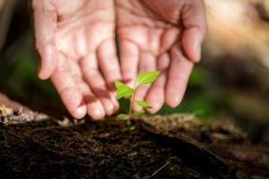 Schmutzige Hände pflegen am Weltumwelttag Bäume in der Erde zu pflanzen. junges kleines grünes neues lebenswachstum auf dem boden in der ökologienatur. mensch züchtet sämlinge und schützt im garten. Landwirtschaftskonzept foto
