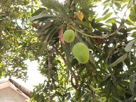 zwei frische Mangos in den Bäumen foto