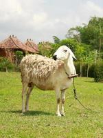 Ein Lamm mit seinem Hals an einem Seil auf einer Wiese auf grünem Gras in der heißen Sonne. Lamm-Porträt. Schafe leben in tropischer Umgebung, Schafe und ihre Jungen suchen nach Gras