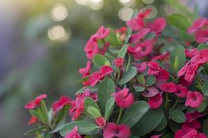 rote euphorbia milli oder dornenkrone blühen im garten. foto