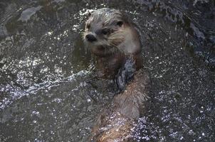 Flussotter, der auf dem Rücken in einem Fluss schwimmt foto