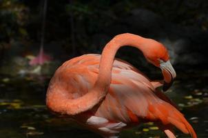 wunderschöner rosa flamingo foto