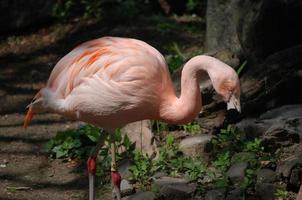 Flanierender chilenischer Flamingo im Wasser foto