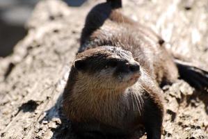 Süßer Flussotter, der auf einem verrottenden Baumstamm ruht foto