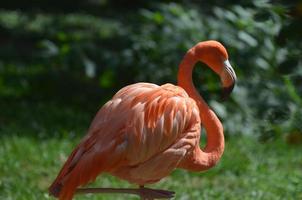 Großflamingo balanciert auf einem Bein foto