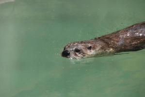 Flussotter, der an der Wasseroberfläche schwimmt foto