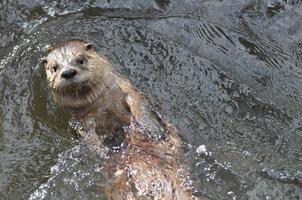 Schwimmender Flussotter auf dem Rücken in einem Fluss foto