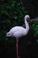 kleiner Flamingovogel foto