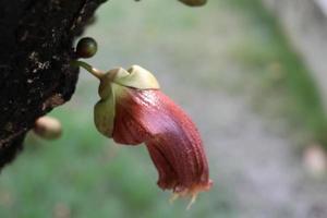 braune Blume des Kürbisbaums auf Rinde und unscharfem Hintergrund. foto