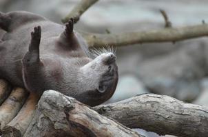 dummer Otter, der herumrollt und seinen Rücken juckt foto