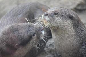 Paar Flussotter, die kuscheln und Zuneigung zeigen foto