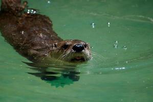 entzückender schwimmender Flussotter, der seinen Kopf aus dem Wasser heraus haftet foto