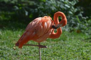 wunderschönes karibisches flamingo balancieren foto