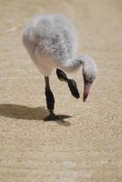 entzückendes Baby-Flamingo-Küken foto