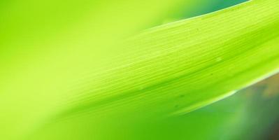 abstrakte atemberaubende grüne Blattstruktur, tropischer Blattlaub Natur grüner Hintergrund foto