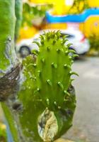 stacheliger grüner kaktus kakteen pflanzen bäume mit stachelfrüchten mexiko. foto