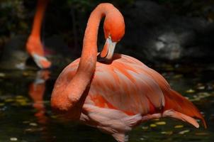 reizender karibischer rosa Flamingo foto