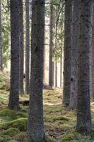 Sonnenlicht, das durch einen Pinienwald fällt. romantische, mythische Naturstimmung foto