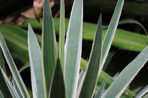 Agave Americana Pflanzenblätter. foto