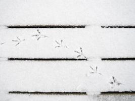 Vogelspuren im Schnee. ein Muster von Fußspuren. Tauben laufen im Schnee. foto