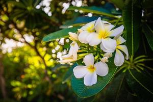 weiße tropische weiße gelbe blume über schönem grünem unscharfem laub im inselstrand, sonniger exotischer garten. ruhige naturnahaufnahme, romantisch, liebeshintergrund. Spa, Meditation und Inspiration floral foto