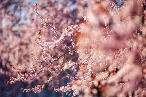 abstrakte Weichzeichnung Sonnenuntergang blühende Kirschlandschaft Frühlingsblumen und warme goldene Stunde Sonnenuntergang Sonnenaufgang. ruhige frühlingssommernaturnahaufnahme und unscharfer waldhintergrund. Idyllischer Naturfrühling foto