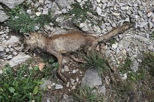 Toter Fuchs in einem Wald in Spanien foto