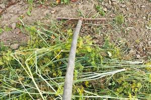 Sammeln von gemähtem Gras mit Rechen im Garten foto