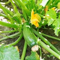 Reife Zucchini auf grünem Busch im Garten foto