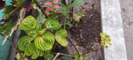 iresine herbstii oder bekannt als roter Spinat ist eine schöne Pflanze für den Garten und drinnen foto