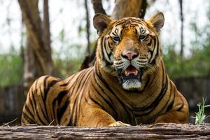 Indien bengalischer Tiger foto