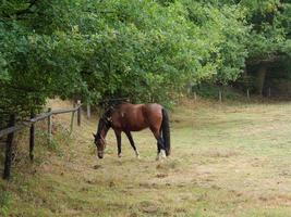 See bei Borken in Westfalen foto