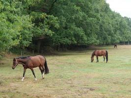 See bei Borken in Westfalen foto