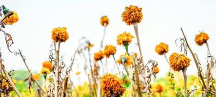 Gelbe Ringelblumen beginnen am Ringelblumenfeld zu welken.Trockene Ringelblumen am Baum foto