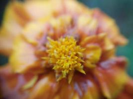 Bunte Herbstblumen im Herbstgarten foto