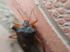 Käfer krabbeln auf Betonfliesen foto