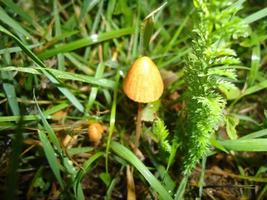 Pilz wuchs auf dem Boden und Gras foto